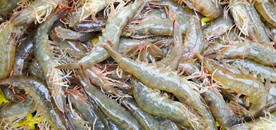 蝦等各種海產(chǎn)品