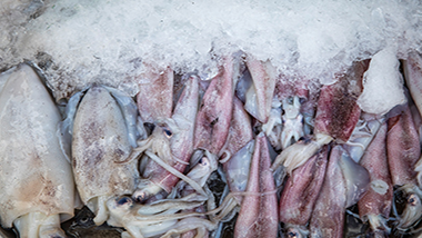 魷魚(yú)資源現(xiàn)狀與魷魚(yú)保水劑使用的關(guān)聯(lián)性