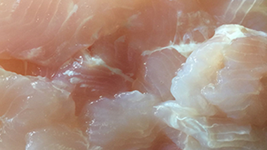 特斯特復(fù)配保水劑M09浸泡法加工巴沙魚(yú)片